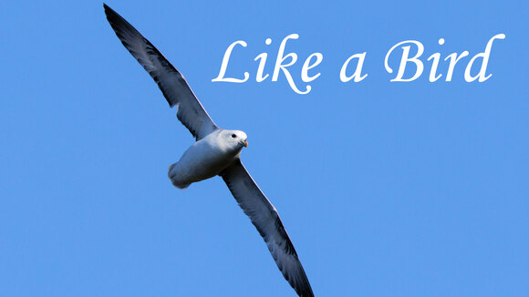 37 Like a Bird