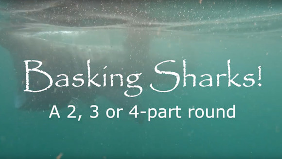 03 Basking Sharks