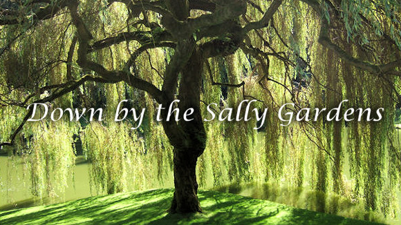 17 Sally Gardens